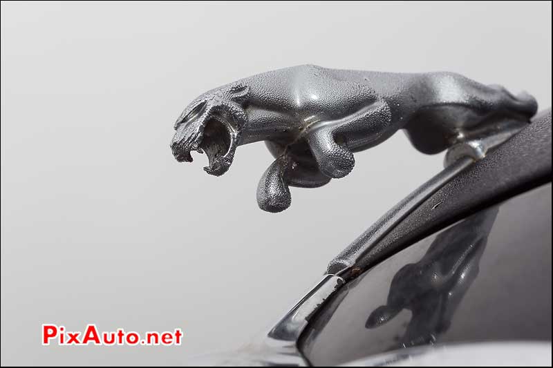 mascotte jaguar salon automedon