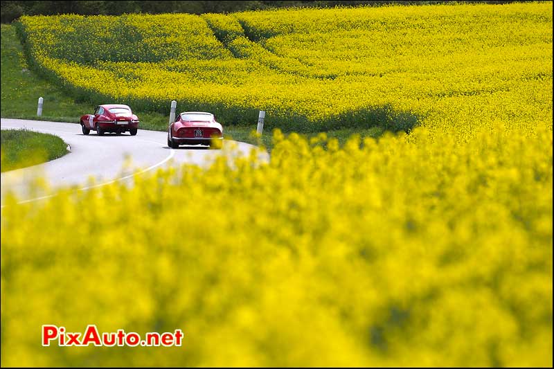 jaguar et ferrari aux milieux champs colza