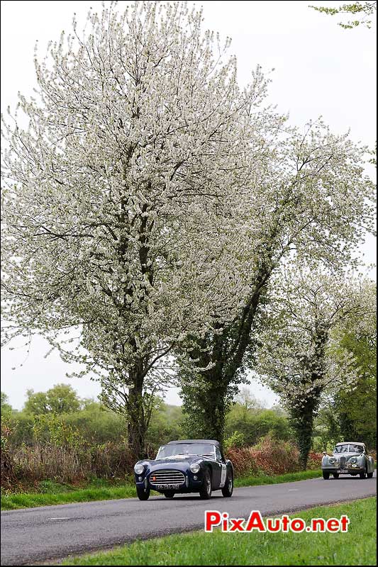 AC Ace Bristol, n11, route du Limousin, Tour-Auto