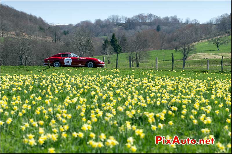 Ferrari 275GTB, n26, champs de Jonquilles, Tour Auto