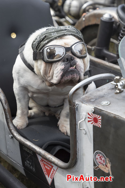 Motors-and-Soul, Monsieur Patate Bulldog Anglais